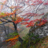Euphoria - Thumbnail View 1