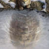Disney Mufasa The Lion King - Thumbnail View 1