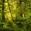 Ancient World - Thumbnail View 1