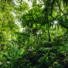 Into the Jungle - Thumbnail View 1