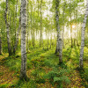 Birch Trees - Thumbnail View 1