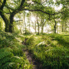 Mystic Path - Thumbnail View 1