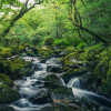 Green Tales - Thumbnail View 1