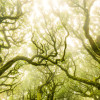 Green Fire - Thumbnail View 1
