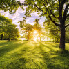 Golden Moment - Thumbnail View 1