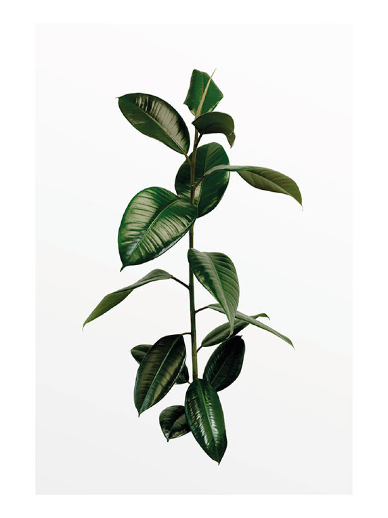Ficus Branch - Thumbnail View 1