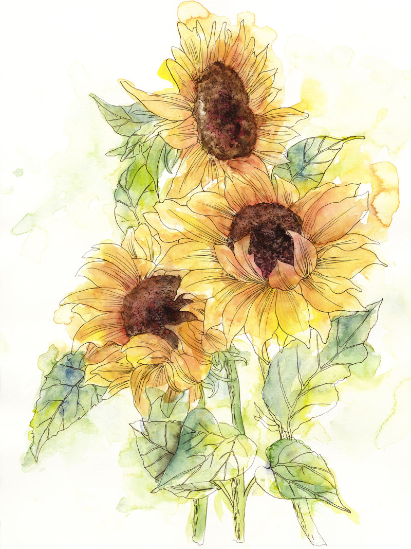 Girasol - Thumbnail View 1