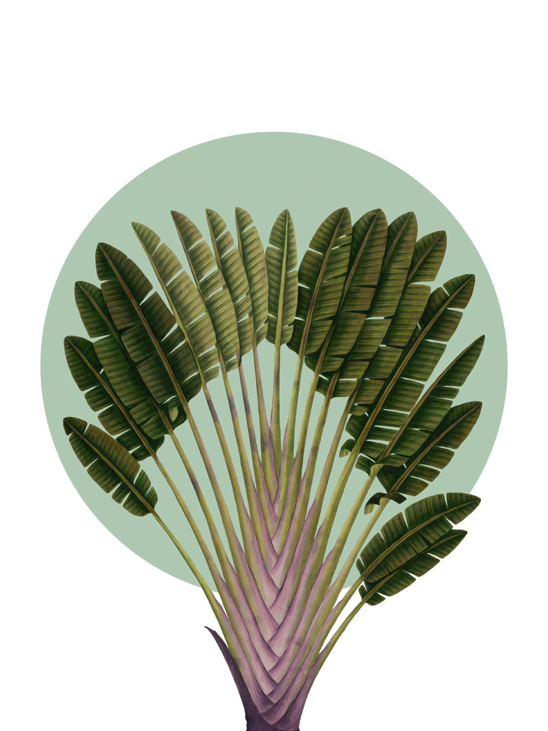 Botanical Garden Pinnate Palm - Thumbnail View 1