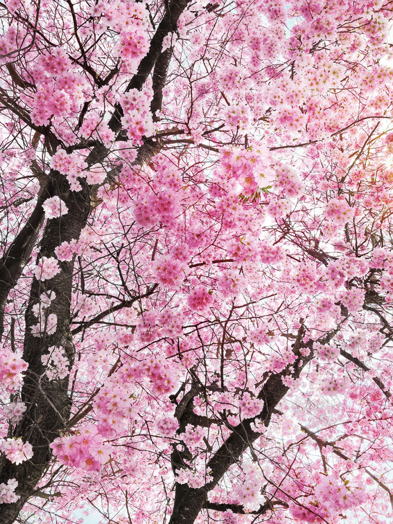 Bloom - Thumbnail View 1
