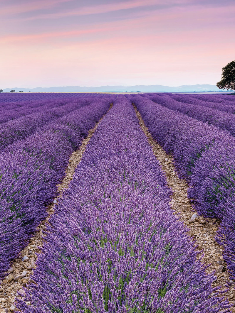 Provence - Thumbnail View 1