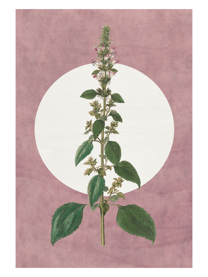 Menthe en Croissance - Thumbnail View 1