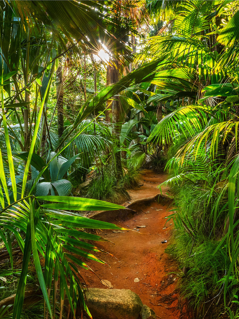 Jungle Trail - Thumbnail View 1