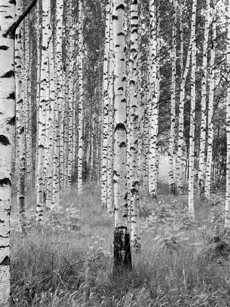 Woods - Thumbnail View 1