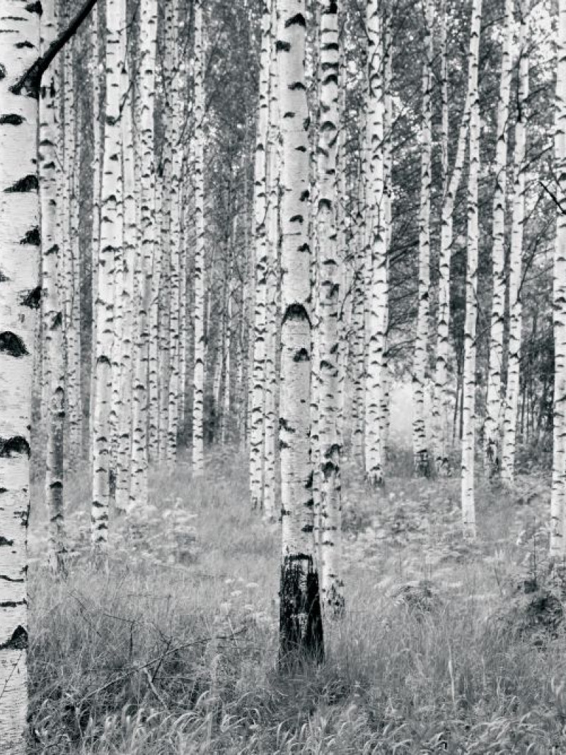 Woods - Thumbnail View 1