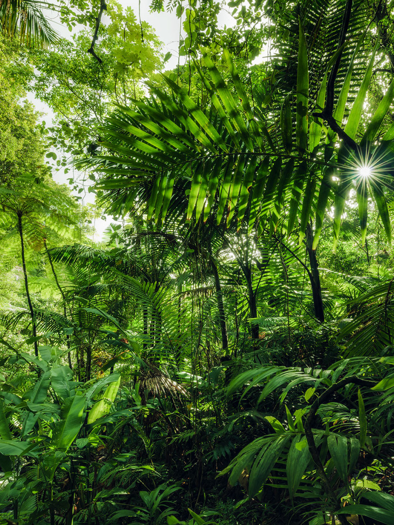 Into the Jungle - Thumbnail View 1