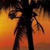 Palmy Beach Sunrise - View 1