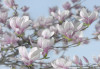 Magnolia - View 1