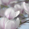 Magnolia - View 1