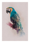 Animals Paradise Parrot