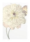 Illustration Dahlia