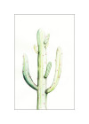 Saguaro Watercolor