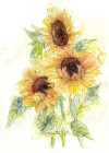 Girasol - View 1