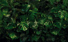 Tropical Wall - View 1