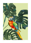 Green-Winged Macaw