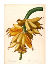 Plantains