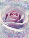 Delicate Rose - View 1