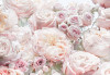 Spring Roses - View 1