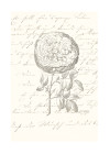 Thorns and Roses  - View 1