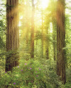 Redwood - View 1