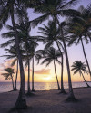 Palmtrees on Beach
