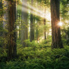 Goblins Woods