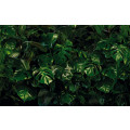 Tropical Wall - Thumbnail View 1