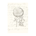 Thorns and Roses  - Thumbnail View 1