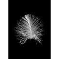 Marmoretta - Thumbnail View 1