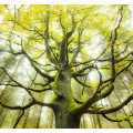 Der Traumbaum - Thumbnail View 1