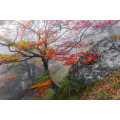 Euphoria - Thumbnail View 1