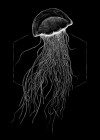 Jellyfish Black