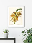 Plantains