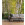 Birkenwald - Thumbnail View 1