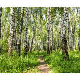 Troncs Des Arbres De Bouleau, Fond Naturel Noir Et Blanc Photo Stock Troncs Des Arbres Bouleau Fond Naturel Noir Blanc Image68882138