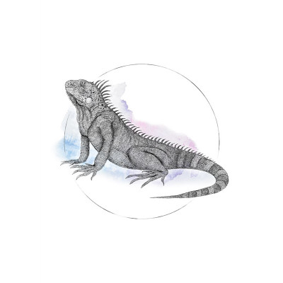Iguana Watercolor