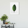 Ficus Leaf - View 1