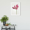 Tulip - View 1
