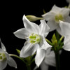 Madonna - Thumbnail View 1