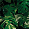 Tropical Wall - Thumbnail View 1