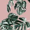 Monstera Rosé - Thumbnail View 1